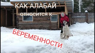 Как алабай относится к беременности. Это впечатляет!