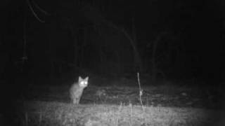 Gatto selvatico (Felis silvestris) -  Wild cat