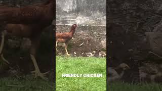 A friendly type of chicken in Asia that always looks after its