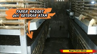 Panen Magot di bawah kandang ayam #1