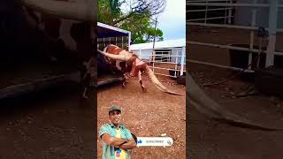 The Red Cow 🐄🐄🐮🐮|Shaan 91| #loe cow 🐮#like #animals life #youtubeshort