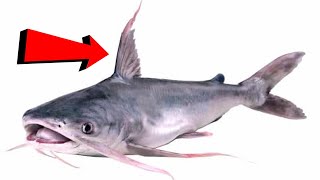 Does Catfish Work As Shark Bait? | Secrets Revealed: Land Based Shark Fishing (LBSF)