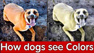 What Colors Can Dogs See?