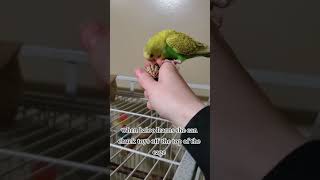 BUDGIE FUN!