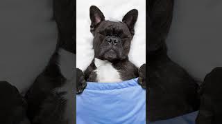 Check out our 2 hours of relaxing music for dogs. Dog music relaxing. Calm dog music for sleep