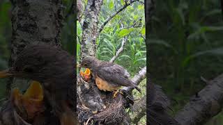 bird #birdofparadise #birds