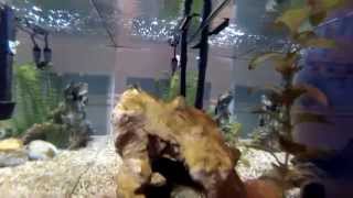 new GoPro Hero 3 Silver fish tank video