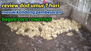 wow! dod umur 7 hari masuk kandang pembesaran