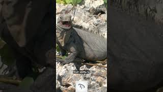 5 Fun Facts about iguanas 🤪😎😃#funfacts #interestingfacts #facts #shorts #iguanas #iguana #lizard