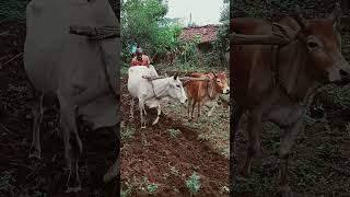 the best farmer #song #ghanupriya_zone