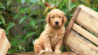 House Training Your Golden Retriever: A Step-by-Step Guide