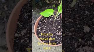 Plant propagation in soil time to move out from mom Part 3