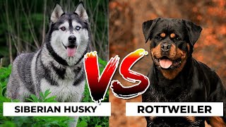 Husky vs Rottweiler status DOG'S-planet #Short video