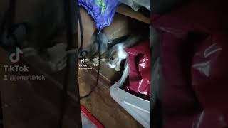 kitten spits like a cobra