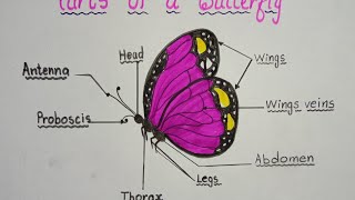 How to draw parts of a Butterfly / Parts of a butterfly drawing step by step