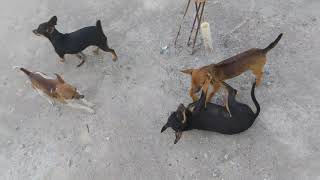 Pinscher Mini puro braveza