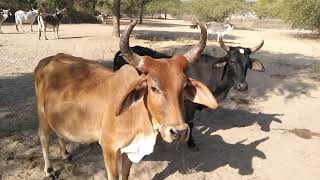 Red and Black cow in relax mood at desert 🏜️.