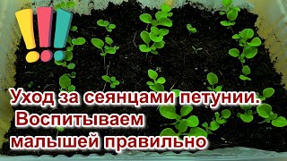 Уход за сеянцами петунии. "Детский сад" требует внимания! Почему я не пикирую петунию слишком рано.