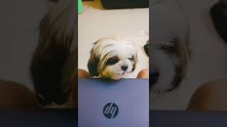 Thangame Thangame #Dog @lover #Shitzu #play time #trending #song #trendingsong