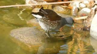 Tagüita o Gallineta pintada (Gallinula melanops)