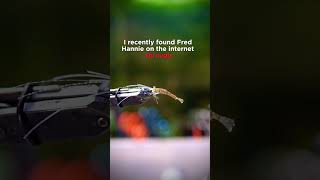 Fred Hannie’s Grass Shrimp Fly #flytying #flyfishing #realistic #tutorial #shrimp #howto #shorts