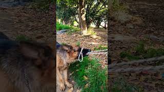 German shepherd powerful dog breed #viral #trending #music #youtubeshorts