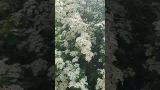 🌸 Découvrez le Jardin des Bergeries : Un Havre de Paix et de Beauté ! 🌿