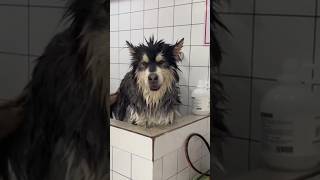 Mandiin anjing yang mirip serigala #Anjing #shorts #dog #shortvideo #yearofyou