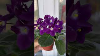 Optimara Shagall #africanviolets #violet #фиалка #senpolia #optimara #фіалка