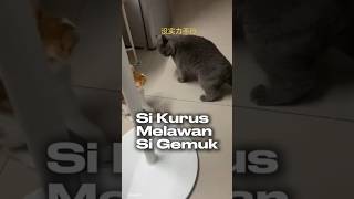 Kucing Kurus Melawan Kucing Gemuk