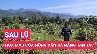 Hoa màu tan tác, nông dân Đà Nẵng sợ mất Tết sau lũ