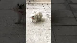 Köpekte kitlenme çiftleşme anı