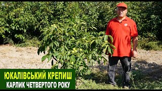 №185 Горіх Юкалівський крепиш - чотирирічний карлик