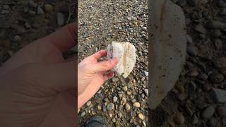 Never found this color of petrified wood before🧐 #fossil #rock #crystals