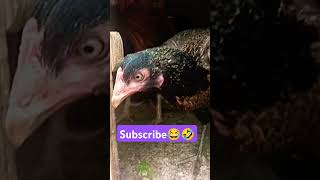 Current bill💵💸subscribe please❤️#funny#funny_chicken#husbandwifetamilcomedy#kozhi_koothugal#birds