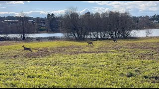 Animals in Oslo, Norway