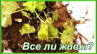 Как перезимовали молодые сорта гейхеры? Гейхера в моем саду ранней весной.