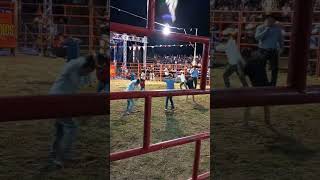 Concurso de niños en jaripeo