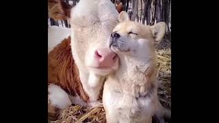 Fluffy cow and dog cuddle together