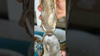 İyrənc ya ləzzət? #oyster #istridye #dənizməhsulları🐟🐠🐙🦑🐚🦀🦐