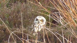 Short Eared Owl In the Nest  1