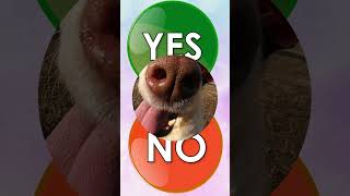 Choose YES😍 or NO😣#shorts #ytshorts #yes #no #trending #challenge #yesorno #sliptest