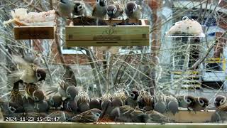 Воробьи в кормушке #birds #birdfeeder (3)