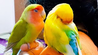 আমার কলনির সবচে ভালো পাখি🥰Birds Aviary | Mix Birds Colony | Love Birds