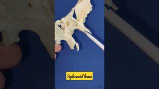 SPHENOID BONE : Parts