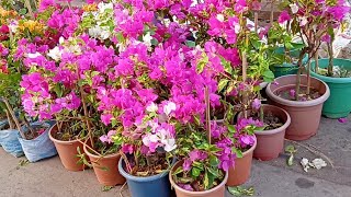 Wholesale & Retail Flower Plants Market Visit | Galiff Street Flower Plants Market - Kolkata