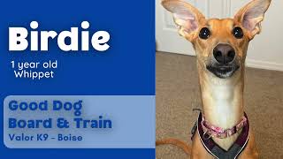 Birdie's Good Dog Board & Train