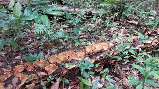 Basidiomycetes. Borneo.