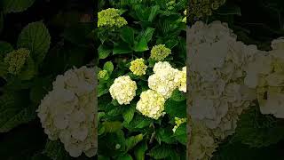 HORTENSIA #plantas #jardin #gardeningplants #gardening