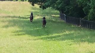 Sever and 22 Irish Gal do a turf gallop on 6/13.